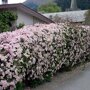 Clematis roze
